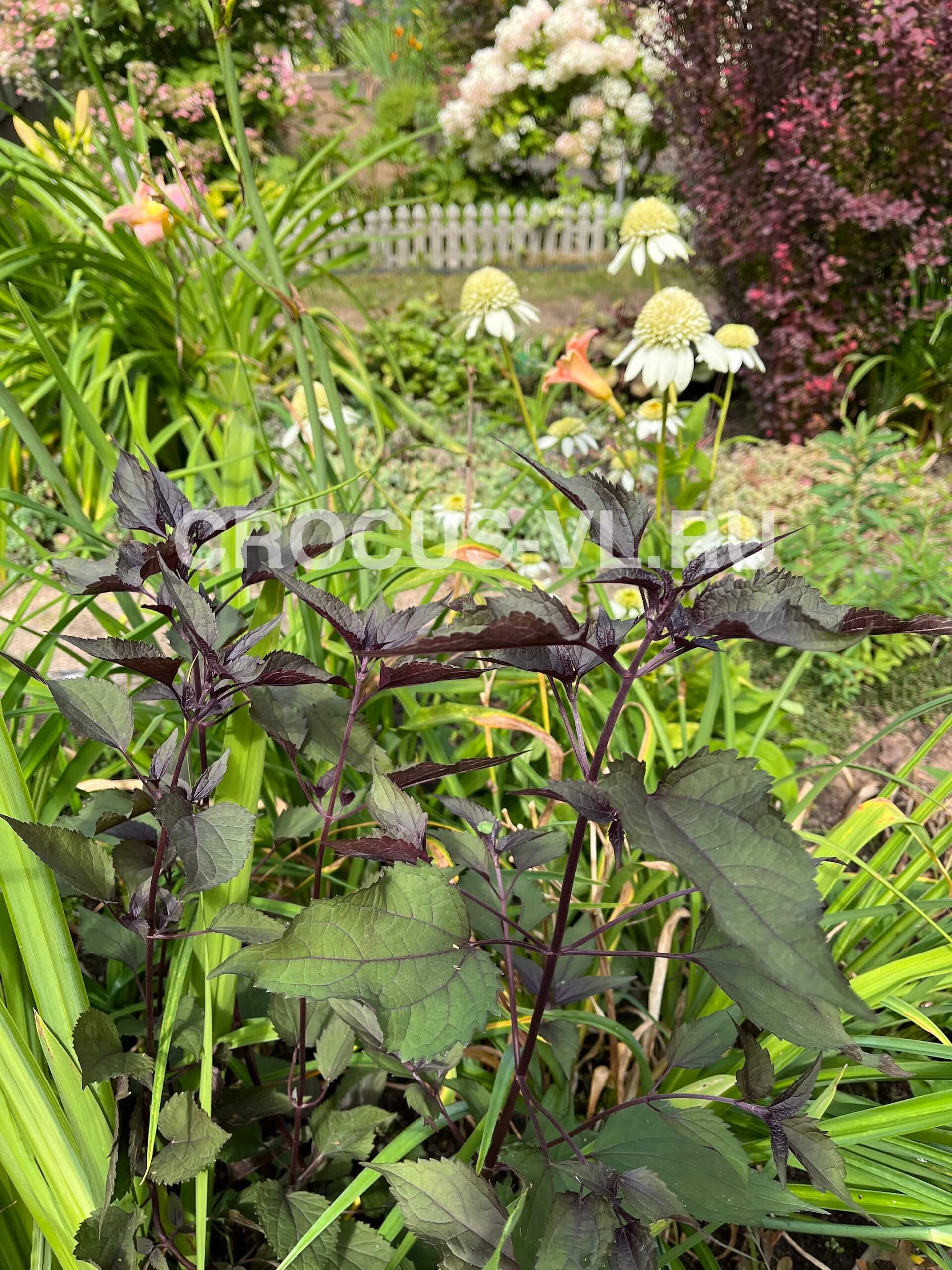 Посконник морщинистый «Chocolate»